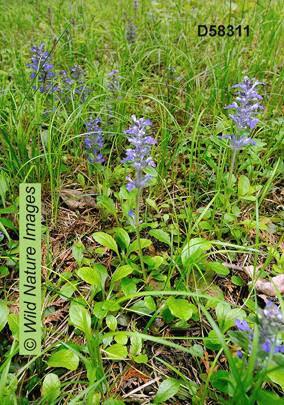 Creeping Bugleweed (Ajuga reptans)